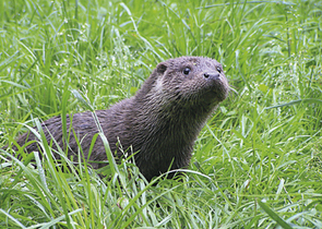 Human Perception of Eurasian Otter Damages and Efficacy of Act No. 115/2000 Gazette