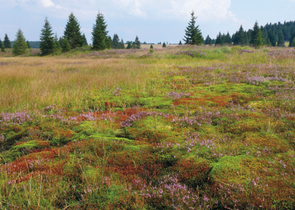 The Krušné hory/ Ore Mts. – Sad Mountains