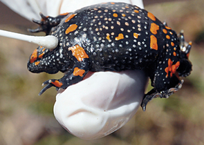 Chytridiomycosis, a Threat to Amphibians in the Czech Republic?