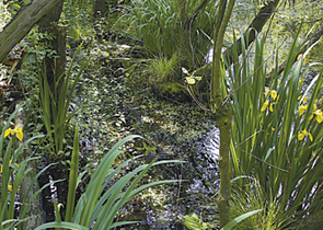 The Litovelské Pomoraví/Litovel Morava River Basin Protected Landscape Area