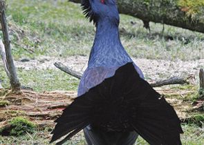 Why the Western Capercaillie Has Been Declared in the Czech Republic as the Bird of the Year 2012?