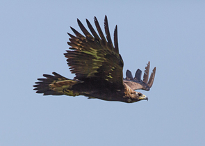 Orel P.: The Golden Eagle – a New and Old Breeding Species in the Czech Republic