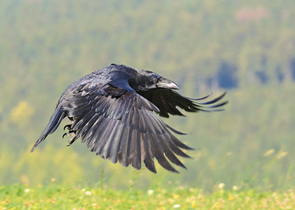 Ježková M.: The Common Raven – a Despicable Bird Species? 