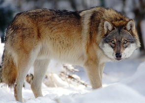 První doložené rozmnožování vlků v Čechách po více než 200 letech