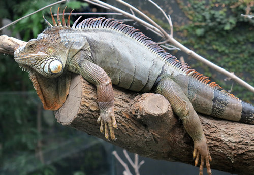 tituln° Z legu†na zelenāho (Iguana iguana) se v Mexiku pżipravuje tradiiün° v†noün° pokrm Foto Jan Plesn°k