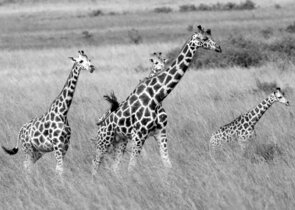 Analýza genomu potvrdila čtyři druhy žiraf
