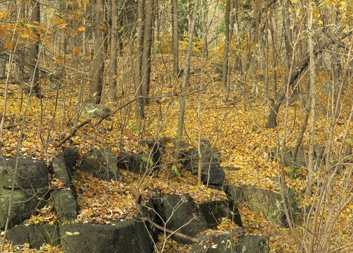 Kanada zaujímá v žebříčku států s největší plochou lesa třetí místo ve světě. V lesích mírného pásu na jihu provincii Québec se běžně vyskytuje také kanadský národní strom – javor.   Foto Jan Plesník