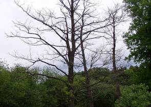 Endemic Decline in Alders in the Czech Republic