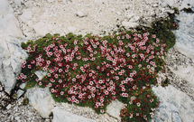 Nejen v oblasti krasu lze nalézt zajímavé geologické lokality. Křemencová lavice na fotografii se nalézá na Rohožníku v Přírodním parku Říčanka.