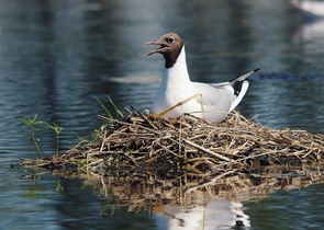 The Black-headed Gull was declared as the Bird of the Year 2008