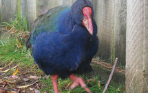 Žluva hájní (Oriolus oriolus) se v důsledku předpokládané změny podnebí v Evropě rozšíří.