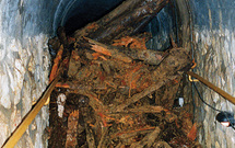 Tetřev hlušec (Tetrao urogallus)