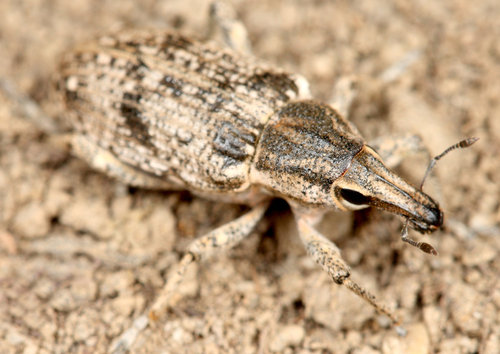asproparthenis punctiventris_Filip_Trnka