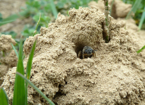 lasioglossum_marginatum (3)