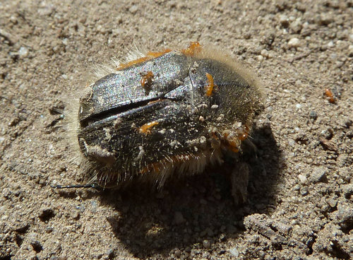 triungulini_na_Tropinote (4)