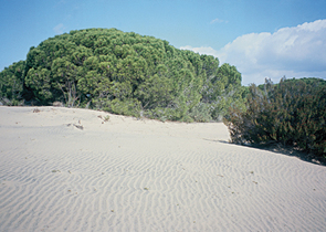 Národní park Doñana