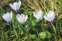 Početnost populace šafránu bělokvětého (Crocus albiflorus) U Bezděkova vzrostla systematickou péčí z