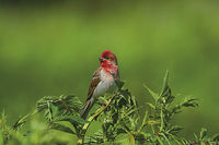 Hýl rudý (Carpodacus erythrinus) 