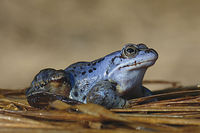 Dářská rašeliniště jsou biotopem početné populace skokana ostronosého (Rana arvalis)