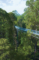 Australská stezka Otway Fly Tree Top Walk, www.andinet.de