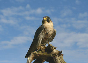 Recovery of the Peregrine – A Successful Story of Nature Conservation or a Consequence of Spontaneou