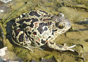 Jeřábková L.: National-wide Mapping of Amphibians and Reptiles in the Czech Republic – The First Out