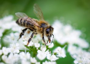 Včely a jejich ochrana
před pesticidy