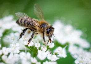 Včely a jejich ochrana před pesticidy