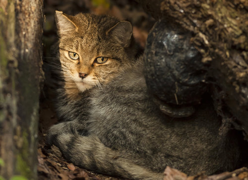 upraveno Koüka divok† (Felis silvestris) foto Martin Janüa