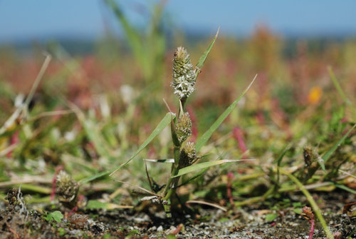 Heleochloa_schoenoides_DSC_0191