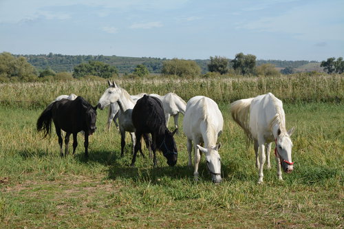 pastva_kladrubskych_koni