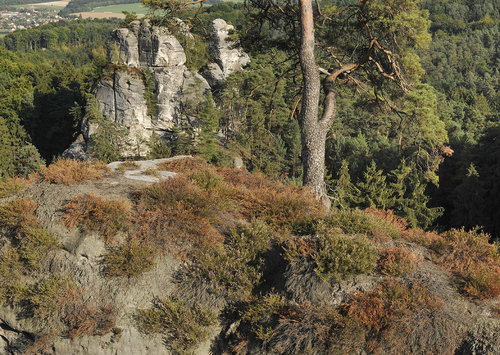 V lātō 2015 doÁlo k ploÁnāmu zasych†n° vżesu na p°skovcovžch skal†ch v ¨eskām r†ji foto Patzelt