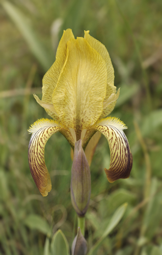 03 Iris purpureobractea nad żekou Melan _foto Patzelt