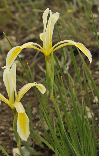 04 Iris kerneriana u prÖsmyku Camlibel Gecidi _foto Patzelt