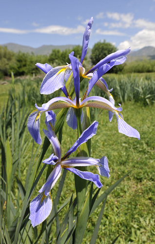 07 Iris spuria musulmanica u horn°ho Eufratu _foto Patzelt