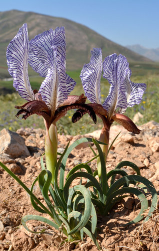 09 Iris paradoxa choschap ve stepi u Gevas _foto Patzelt