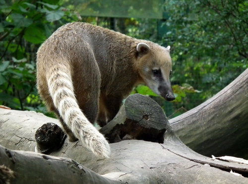 Nos†l üervenž (Nasua nasua) se v Mexiku vyskytuje i v lidskžch s°dlech Foto Jan Plesn°k