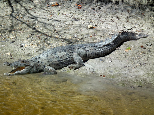 Poüetnost krokodžla americkāho (Crocodylus acutus) v Mexiku vžznamnō poklesla Foto Jan Plesn°k