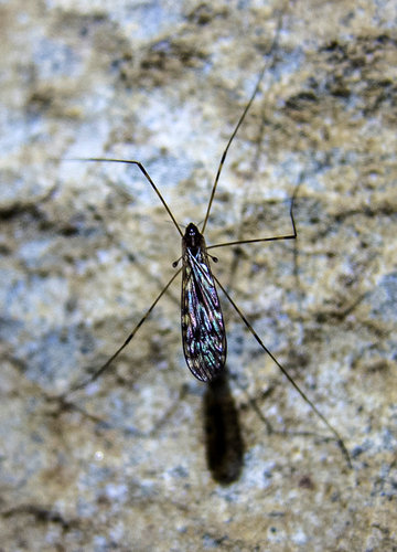 5234 Scoska cave - bahnomilka Limonia nubeculosa