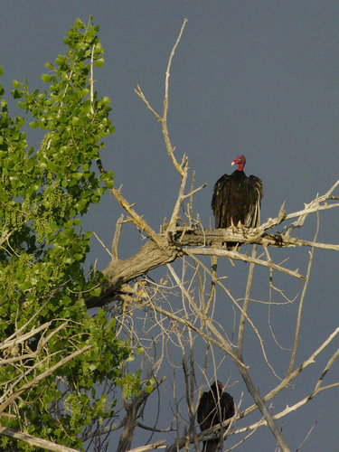 _IGP3334_NM_Chaco canyon_Chaco wash_kondor krocanovitž-turkey vulture_28-5-16