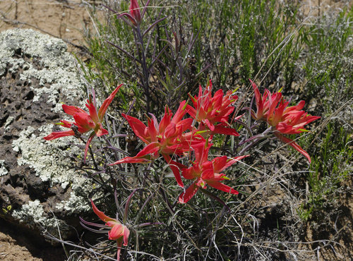 _IGP3504_NM_El Malpais NCA_Byway 42_Castilleja-indian paintbrush_29-5-16