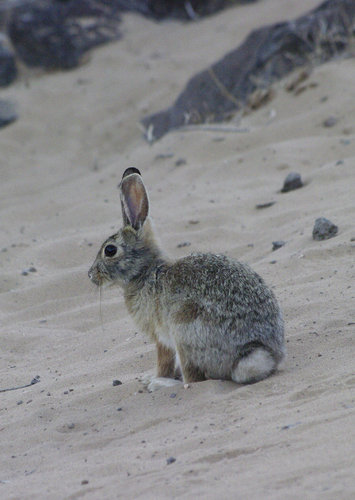 _IGP3578_NM_Albuquerqu_Piedras Marcadas Canyon Trail_kr†l°k pouÁtn°-Desert cottontail_29-5-16
