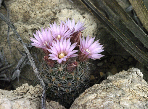 _IGP4219_NP_Carslbad caverns NP_Rattlesnake Canyon Trail_Escobaria vivipara-spinystar_1-6-16