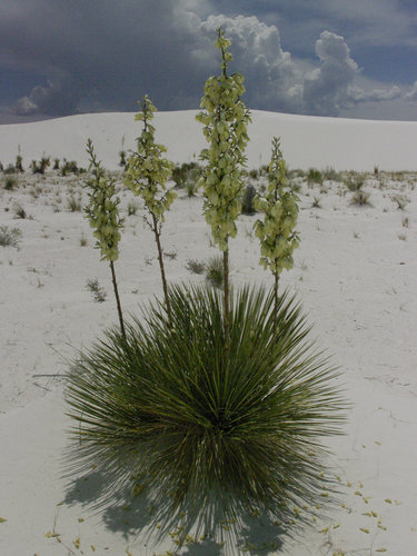 _IGP3921_NM_White sands NM_Backcountry Camping Trail_Yucca elata-Soap tree yucca 31-5-16