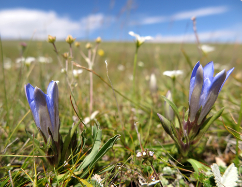  Hořec Kaufmannův (Gentiana kaufmanniana) v Karatal-Žapyrykském zapovědniku