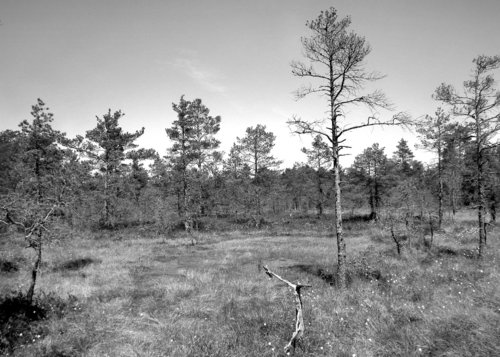 Obr. 2 BW_1
