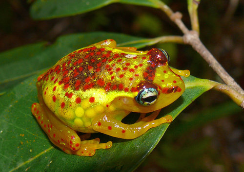 Nezn†mž druh ß†by v NP Andasibe na Madagaskaru. Foto Archiv AOPK ¨R