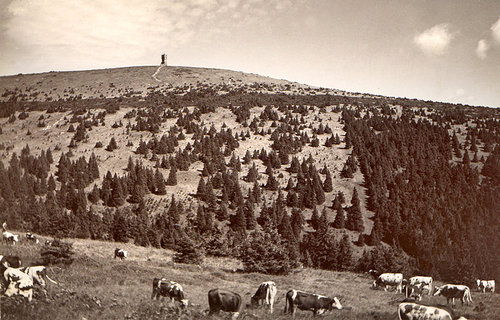 Pastva skotu na svahu Petrovžch kamenÖ pobl°ß Ovü†rny kolem roku 1934