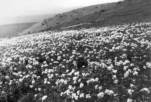 Sasanka narcisokvōt† v roce 1972 tvożila souvislā porosty Foto Janda