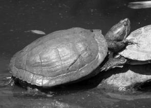 Šíření nepůvodních organismů ve světě bude pokračovat